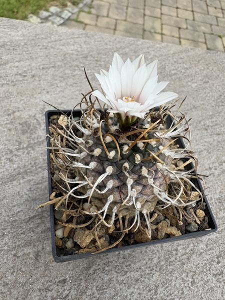 Turbinicarpus los chilares